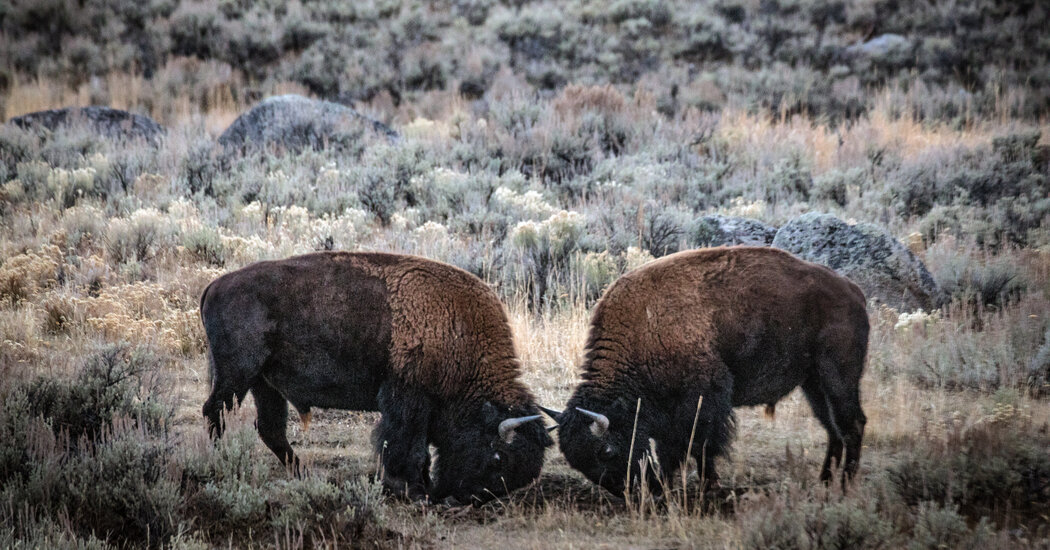 Want to See Bison at Yellowstone? You’re Likely Not Prepared.