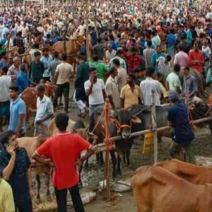 Two cows were electrocuted in the animal market and the farmer was injured along with a child