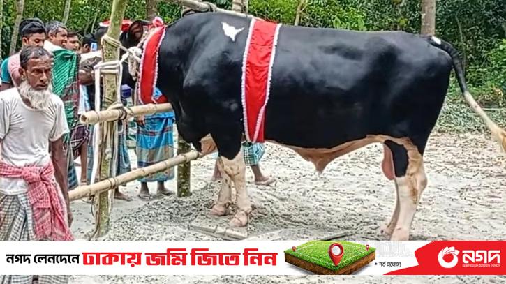 'Prince Mamun' weighing 25 maunds is catching everyone's attention