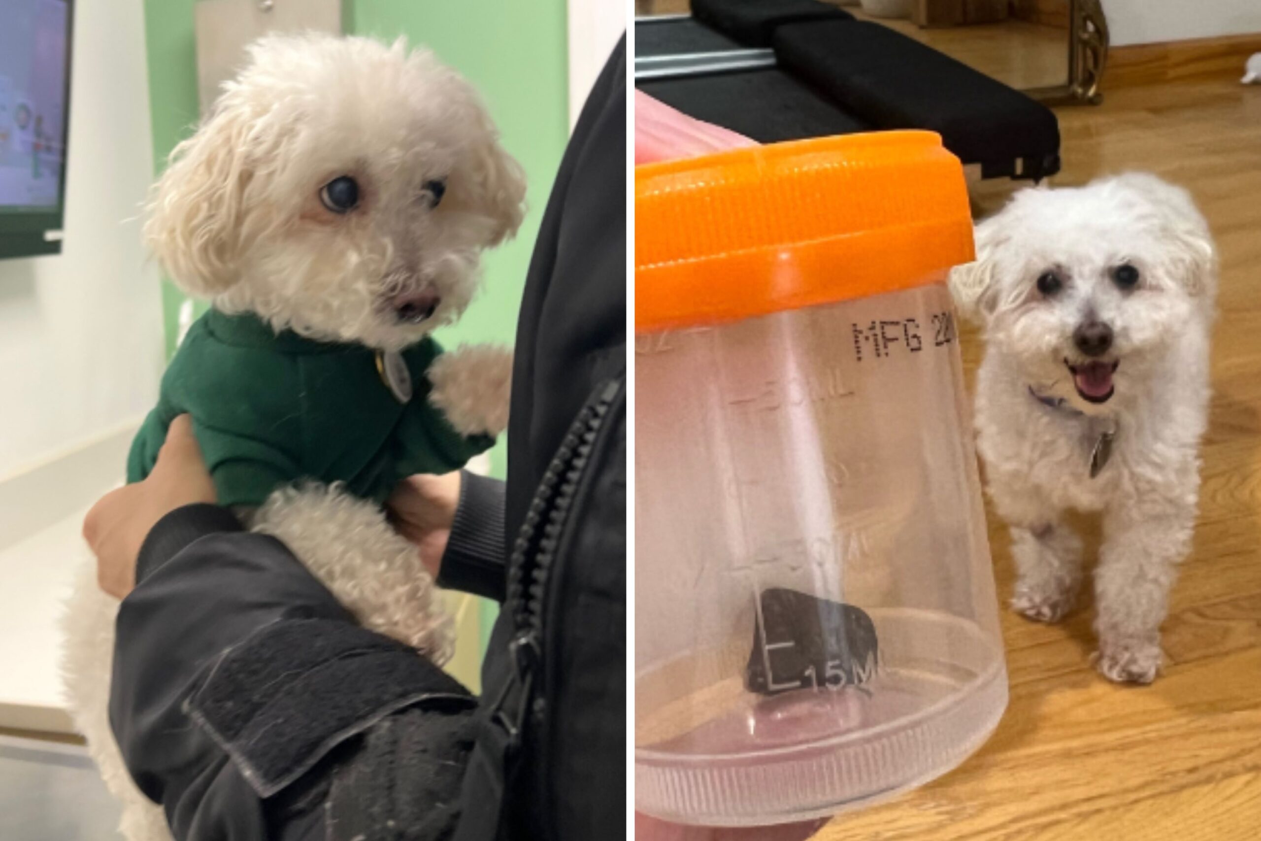 Woman Hit With $6K Vet Bill for Dog in Disbelief Over Cause of Problem