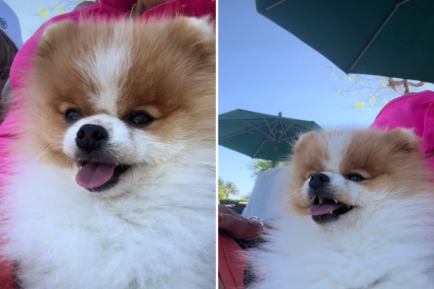 Pomeranian Who Is a ‘Personal Flycatcher’ Wins Pet of the Week