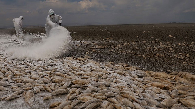 The lake dried up due to drought, thousands of fish died