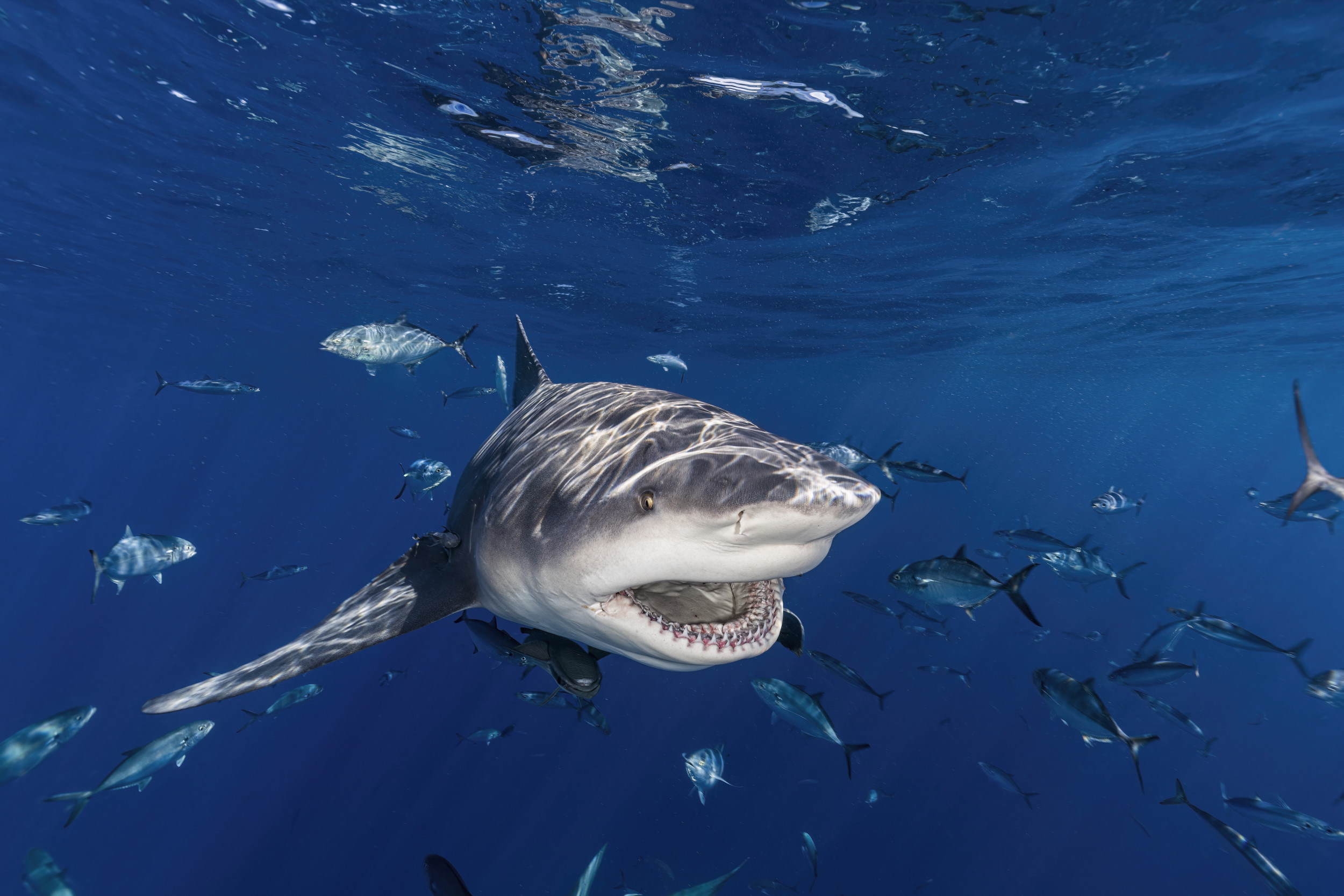 Florida Shark Attacks Update: Teen’s First Words After Surgery