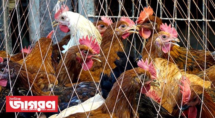 The chicken itself is a bit of a relief