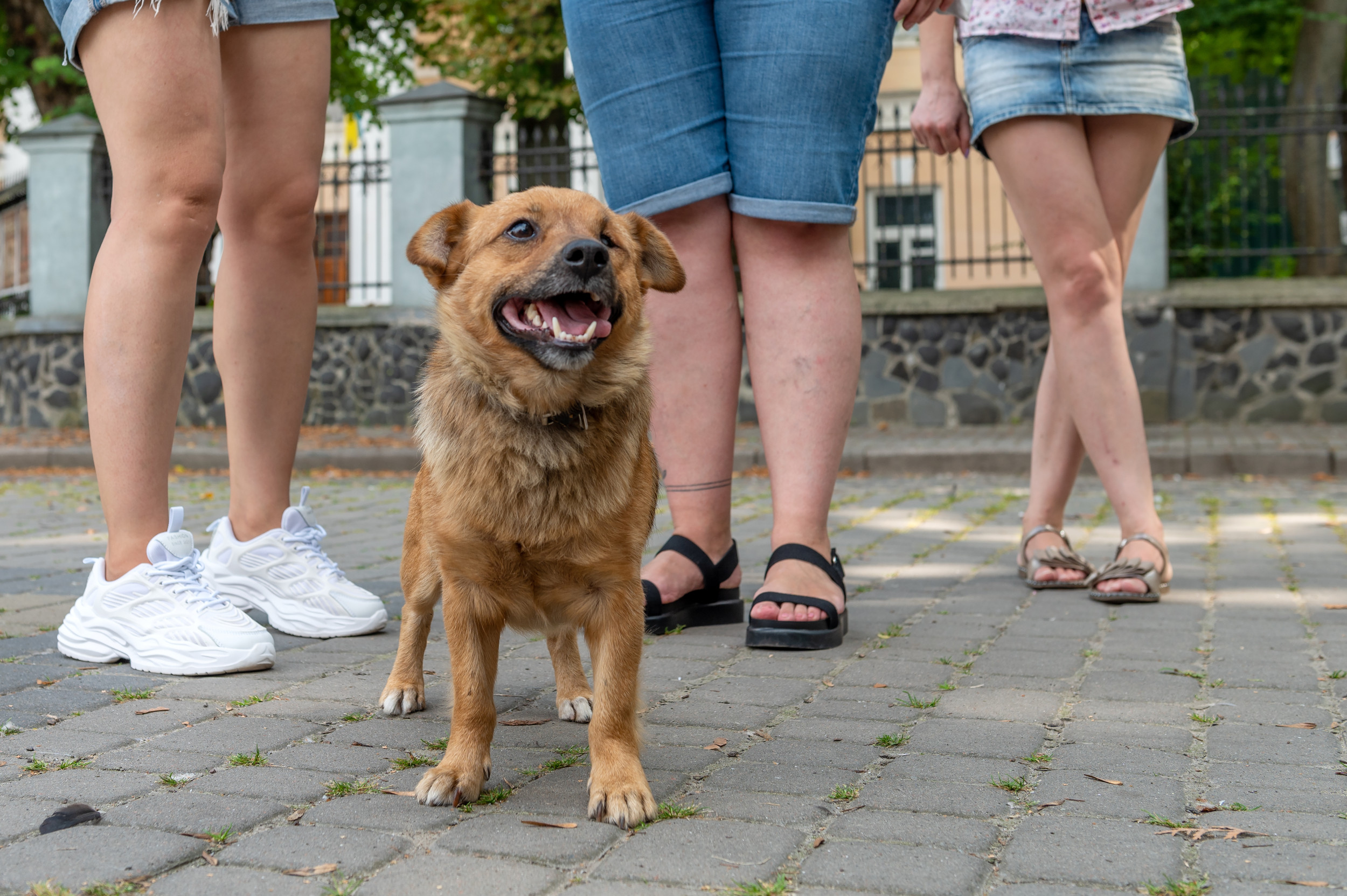 Internet Invested in Dog’s ‘Social Life’ That Owner Doesn’t Know About