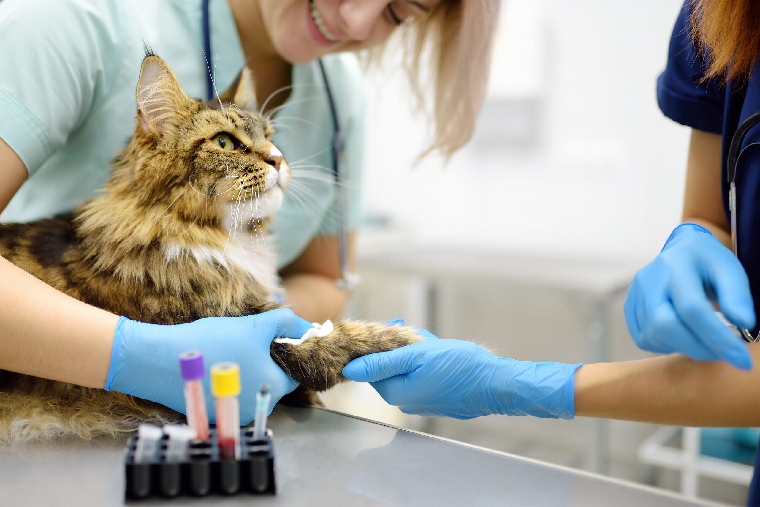 Texas Teacher Accused of Telling Students To Restrain and Staple Live Cat