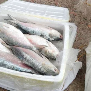 46 kg of hilsa fish seized at Sunamganj border