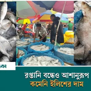 Even after the export stop, the price of small hilsa decreased, but the price of large hilsa increased