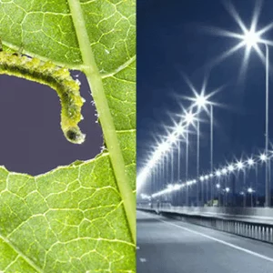 Threat of food shortage of insects due to street lights: Research