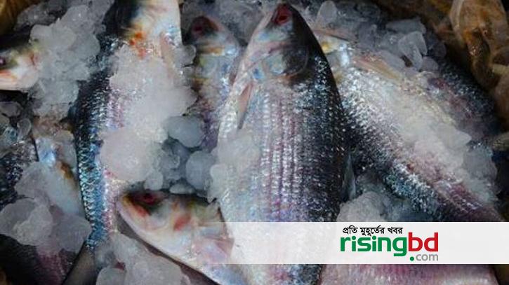 Lament for hilsa in West Bengal international