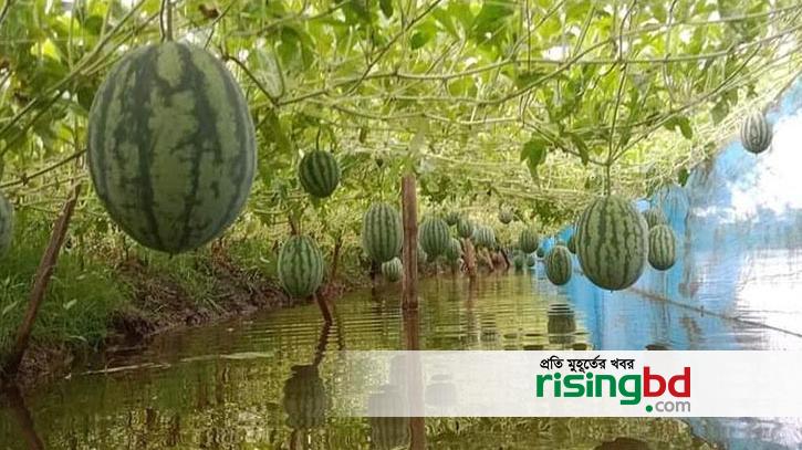 In Gopalganj, Gherer Ail is a profitable farmer in watermelon cultivation