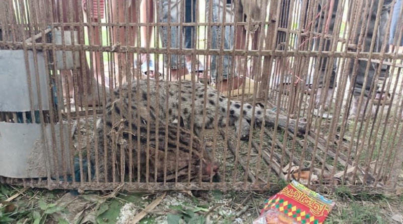 A cheetah got caught in a farmer's trap after coming to hunt