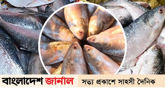 Uncomfortable in the price of hilsa even in the full season