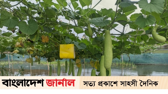 Farmer Mehdi's dream of extra income from gourd cultivation in fisheries project