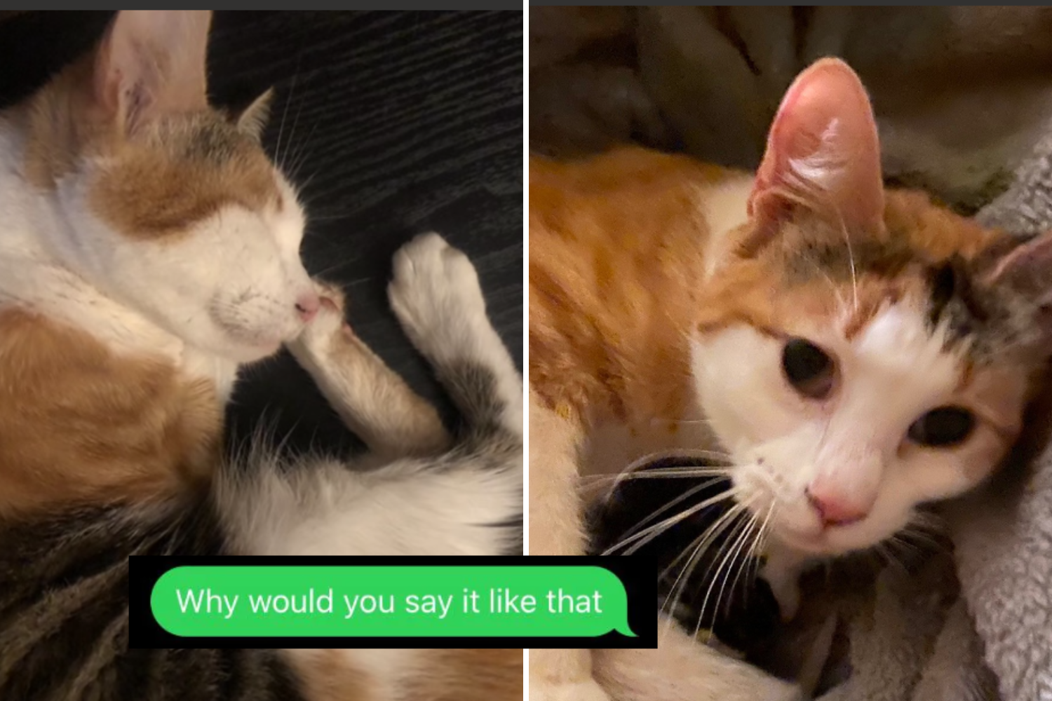 Read How Husband ‘Bad With Emotional Topics’ Told Wife Their Cat Died