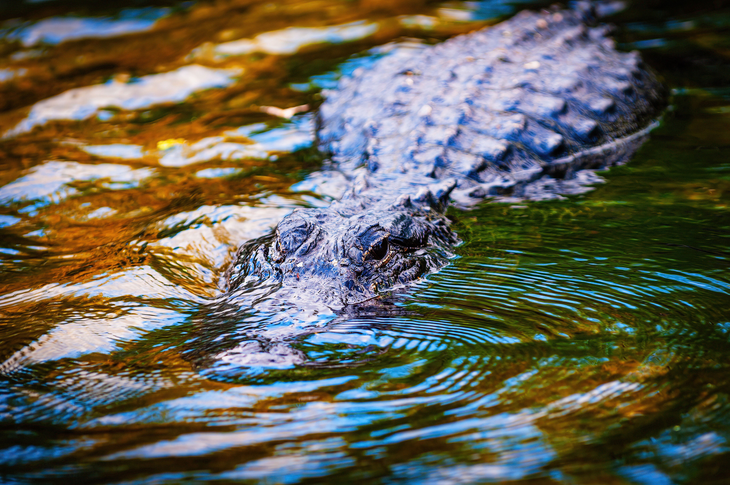 Florida Alligator Expert Reveals The ‘Water Test’ To Check If One Is Nearby