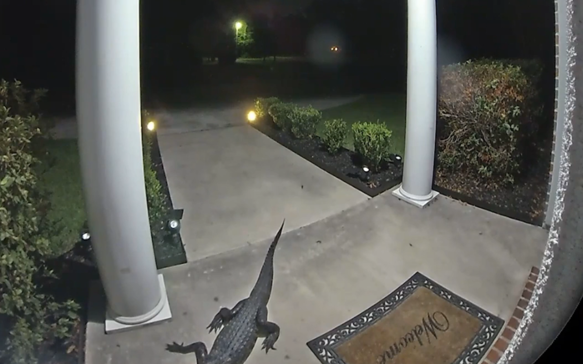 Man ‘Shocked’ At What Doorbell Cam Captures Lurking On Porch Late One Night