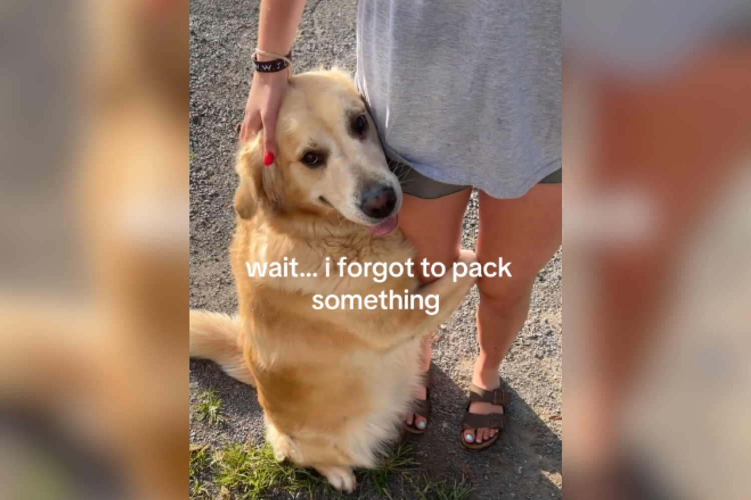 Dog Has Heartbreaking Reaction to College Student Packing: ‘Won’t Let Go’