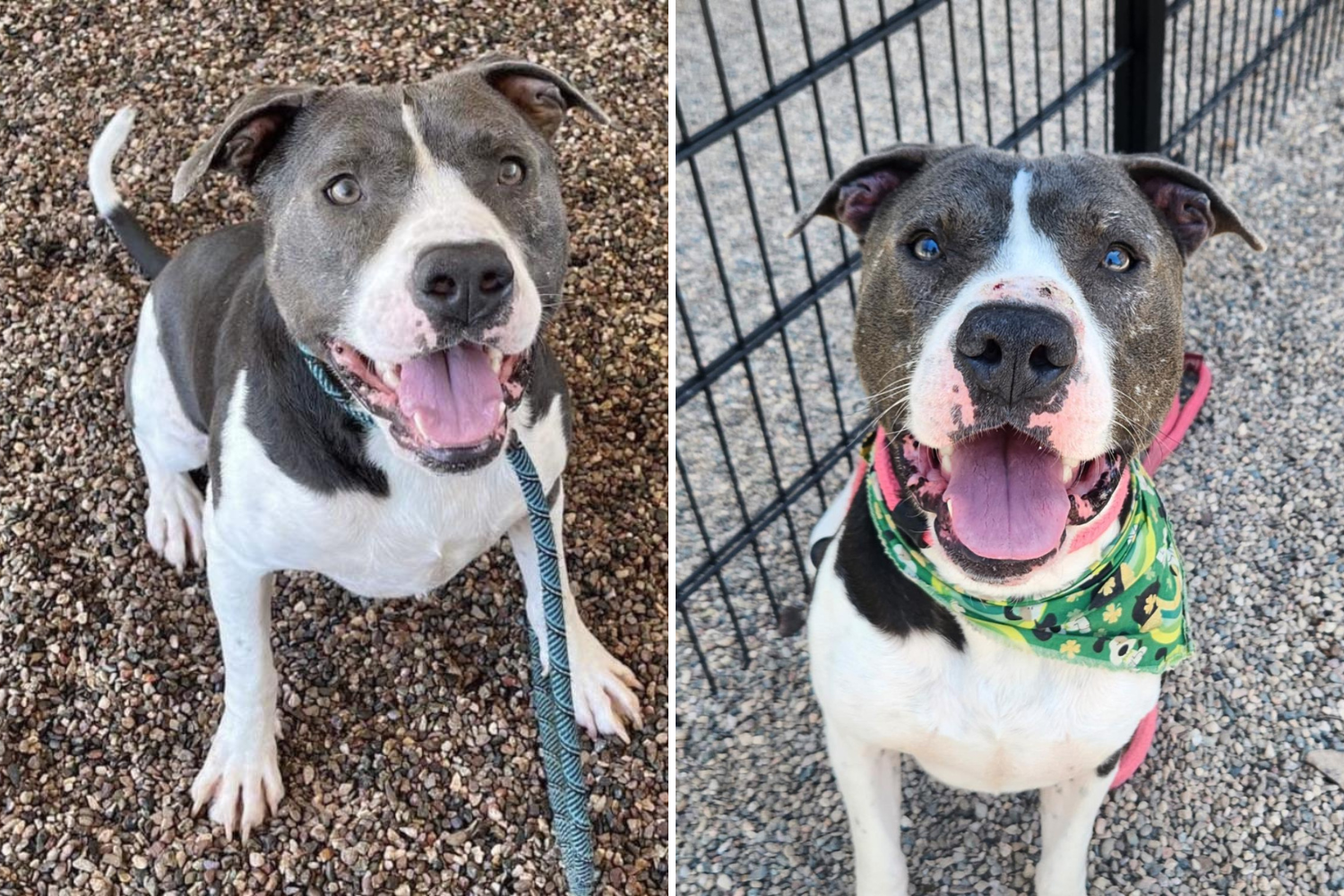 Overcrowded Shelter Pleads to Save ‘Longtimer’ Dog From Being Euthanized