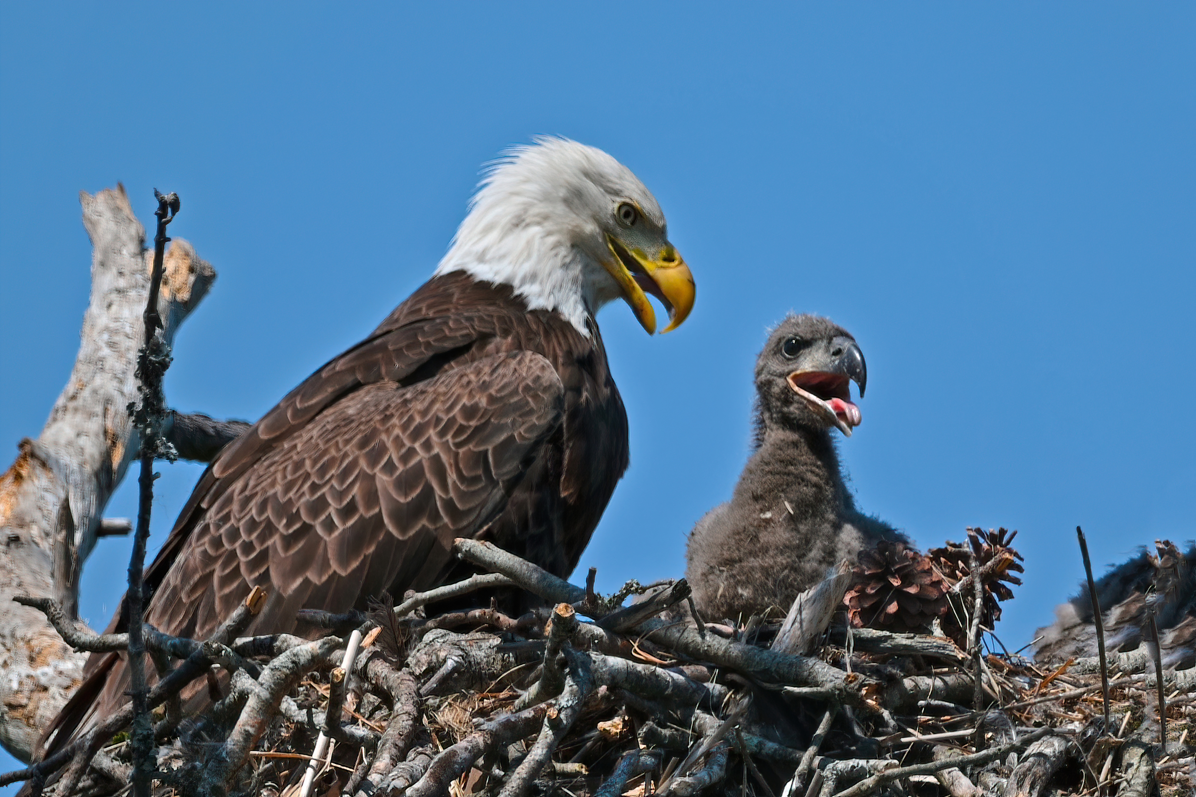 America’s National Bird Harmed—’Outraged’ Scientists Up Info Reward to $15K