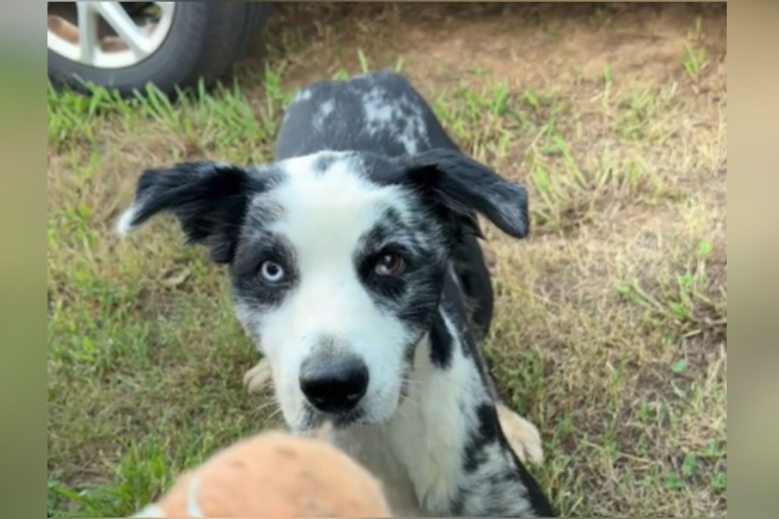 Random Dog Approaches Woman With One Simple Request—Play