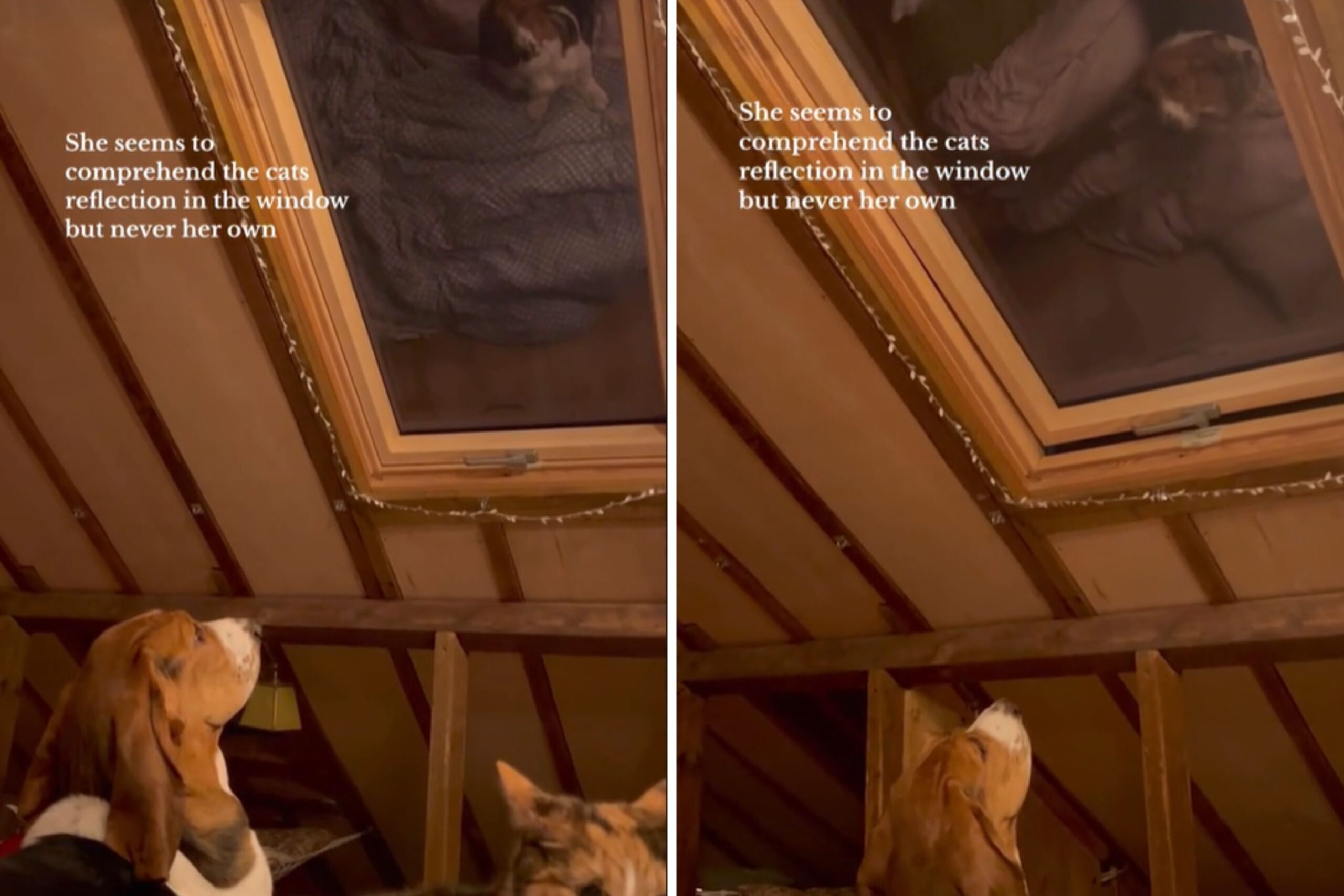 Basset Hound has hilarious stand-off with reflection, her ‘arch nemesis’