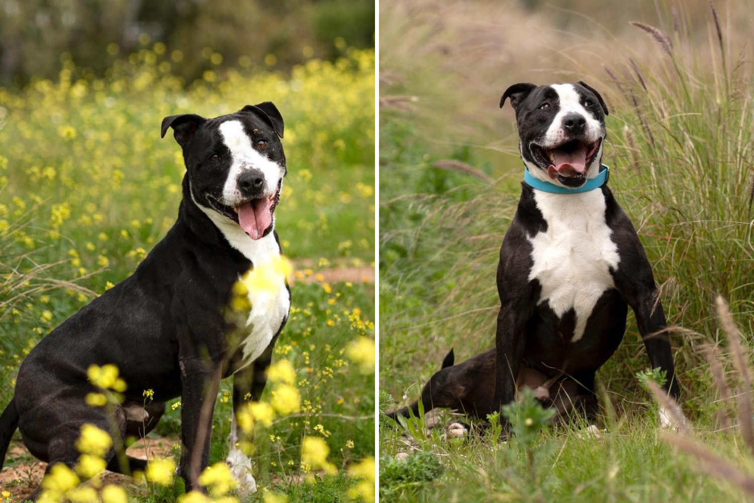 Dog in Shelter for 2730 Days Finally Gets Adopted for His ‘Last Years’
