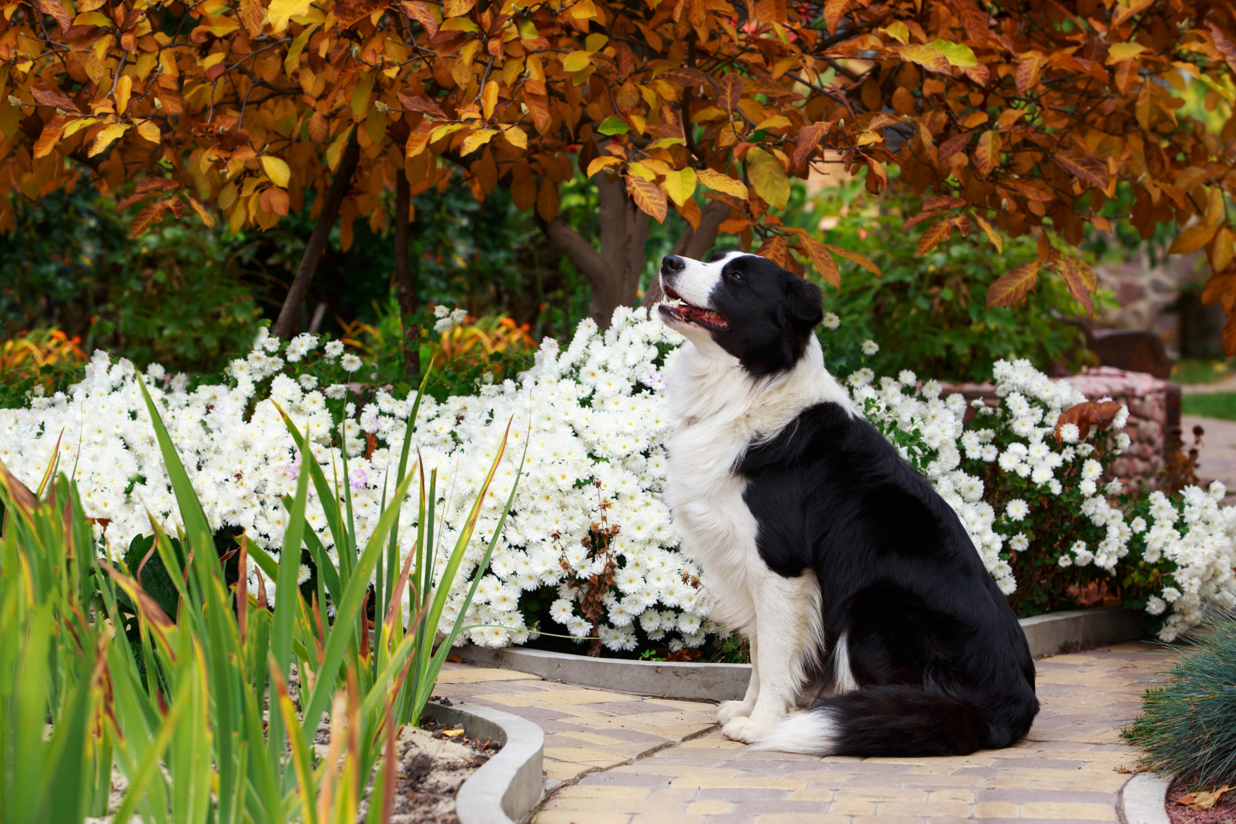 Laughter As Dog Can’t Understand Why Human-Shaped Statues Don’t Stroke Him