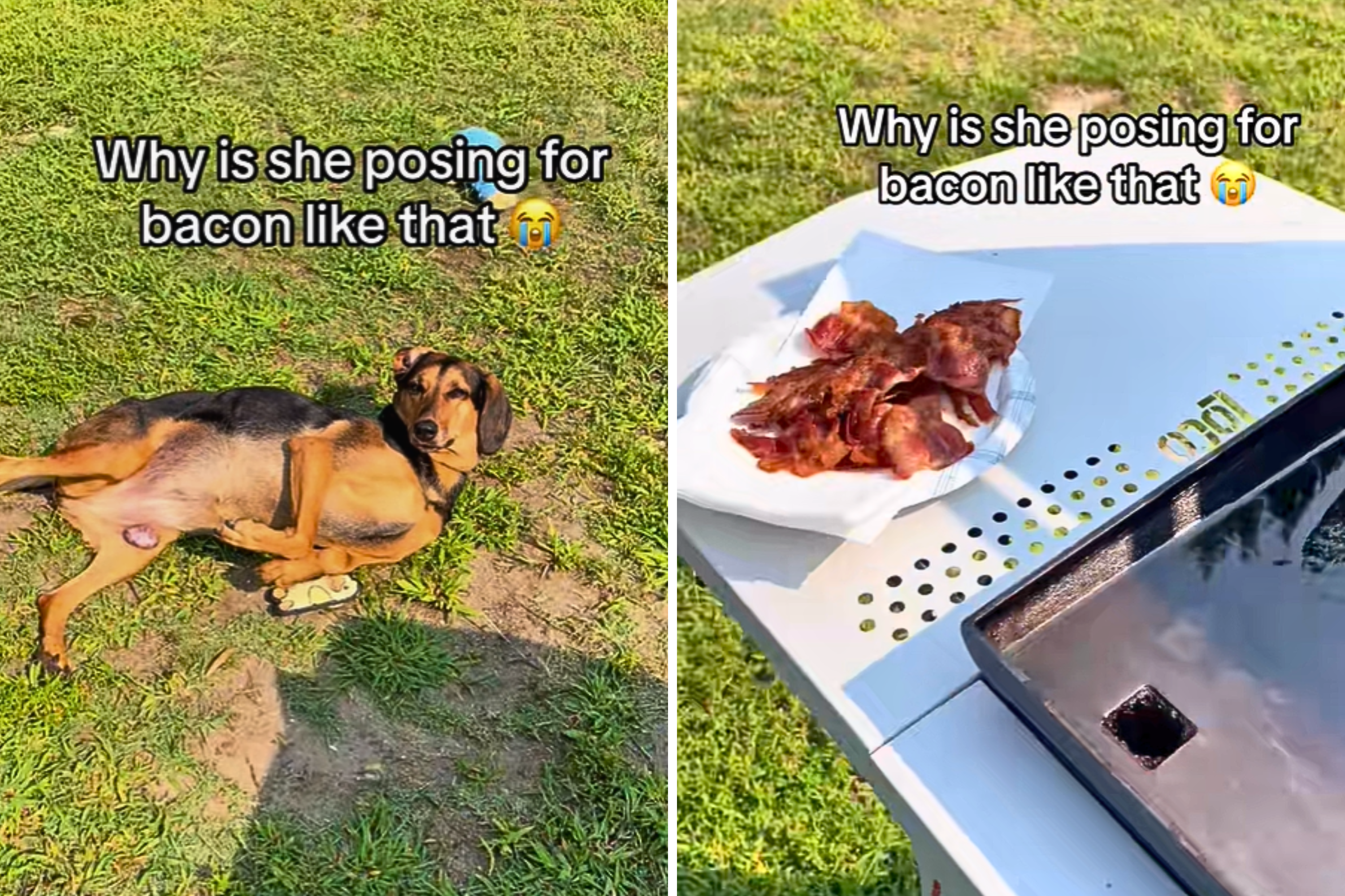 Woman Fires Up BBQ—’Can’t Stop Laughing’ at How Dog Decides To Beg for Food