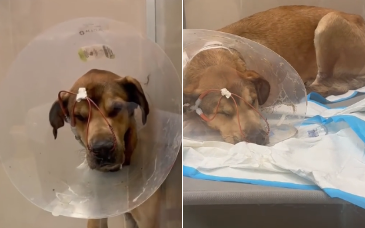 Sick Puppy Left to Die in Shelter as Owner ‘Wanted Nothing to Do With Him’