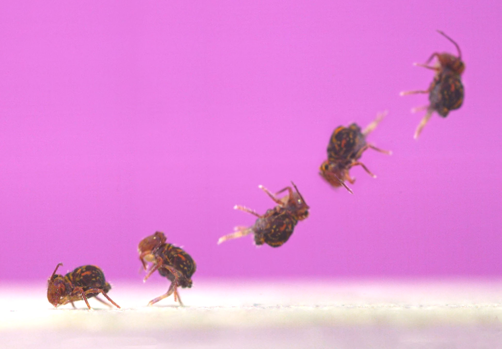 Watch: ‘Incredible’ Bug Found in US Backyards May Be Earth’s Best Gymnast