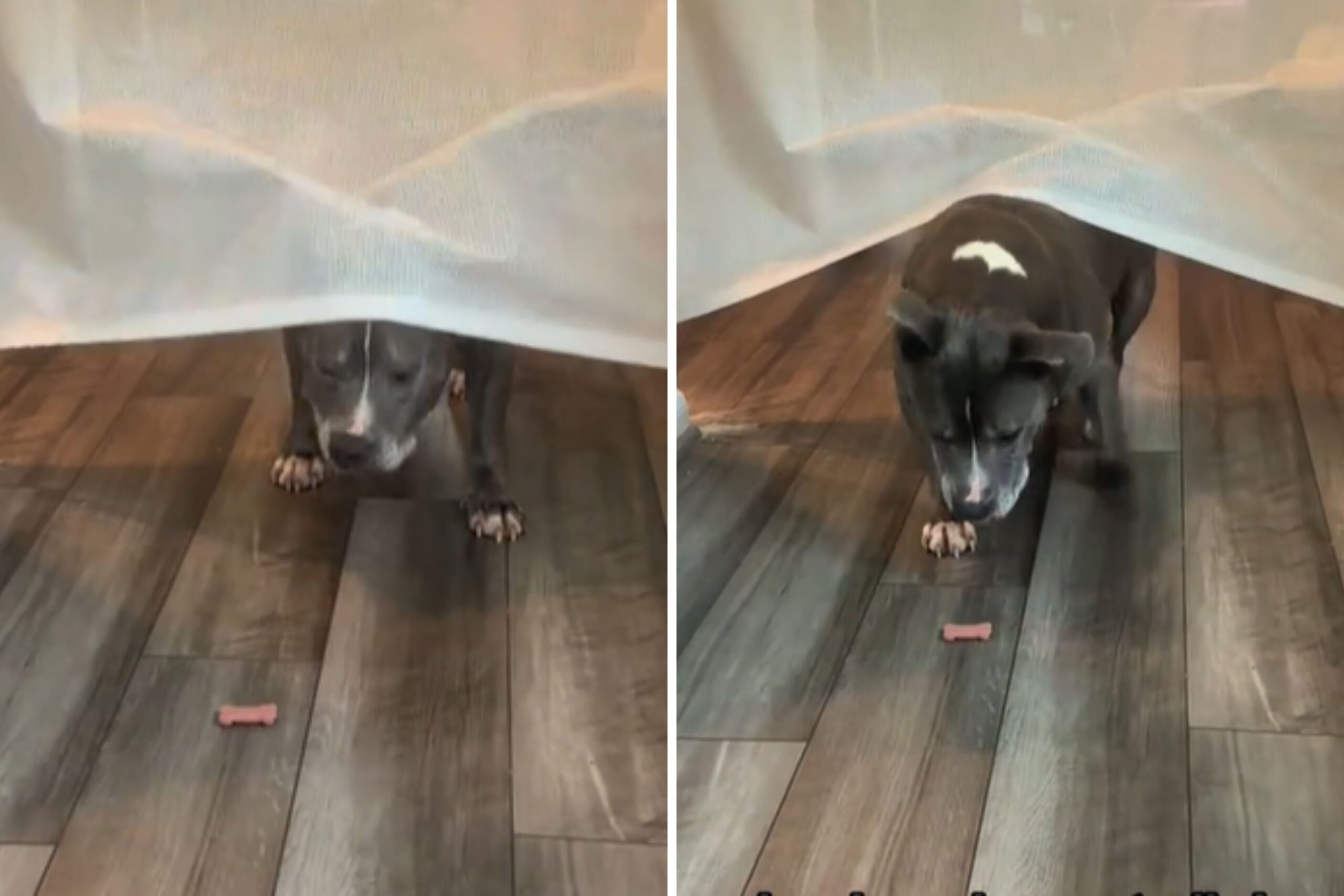 Husband Spends All Day Setting Up Doggy Gate—Result Quickly Backfires