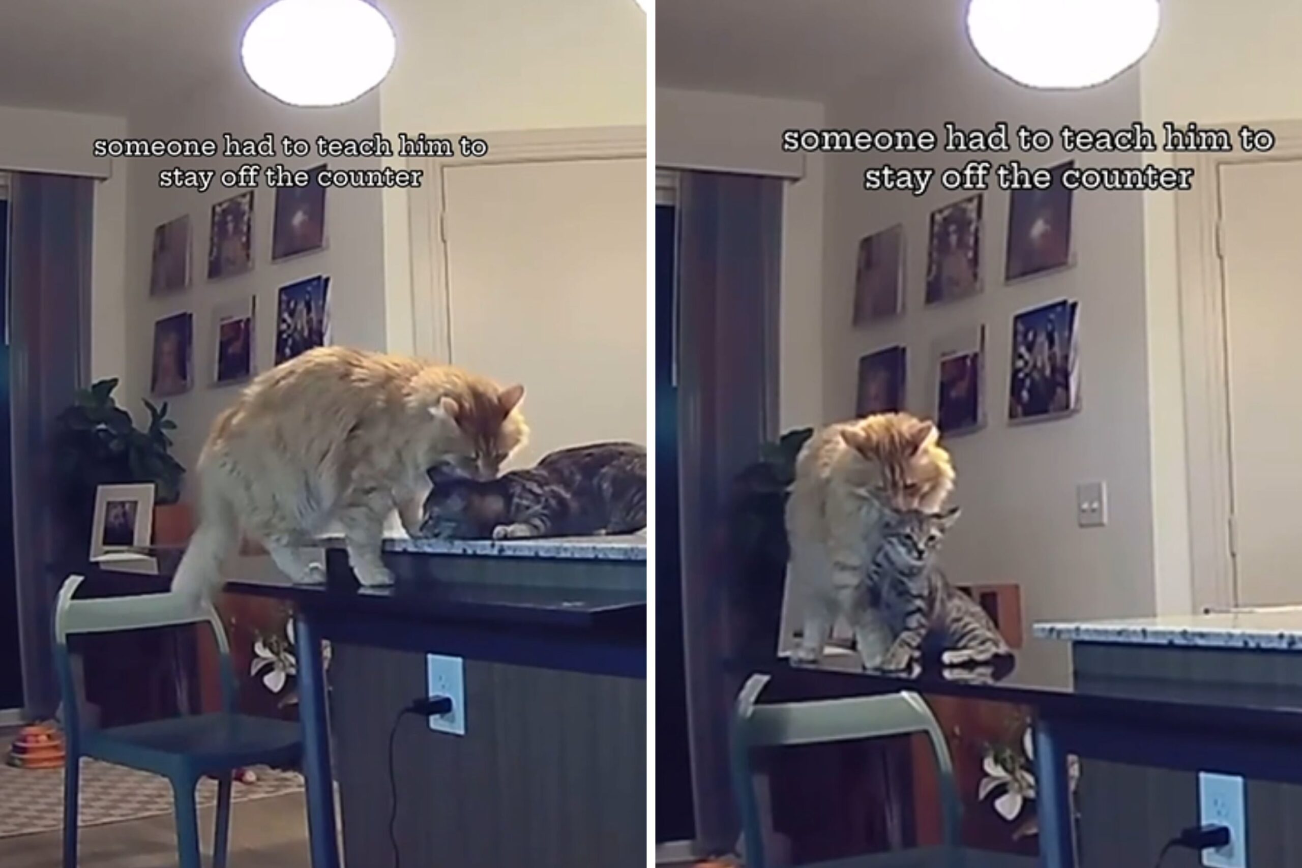 Pet Cam Films Cat Throwing Kitten off Kitchen Counter ‘The Lion King’—Style