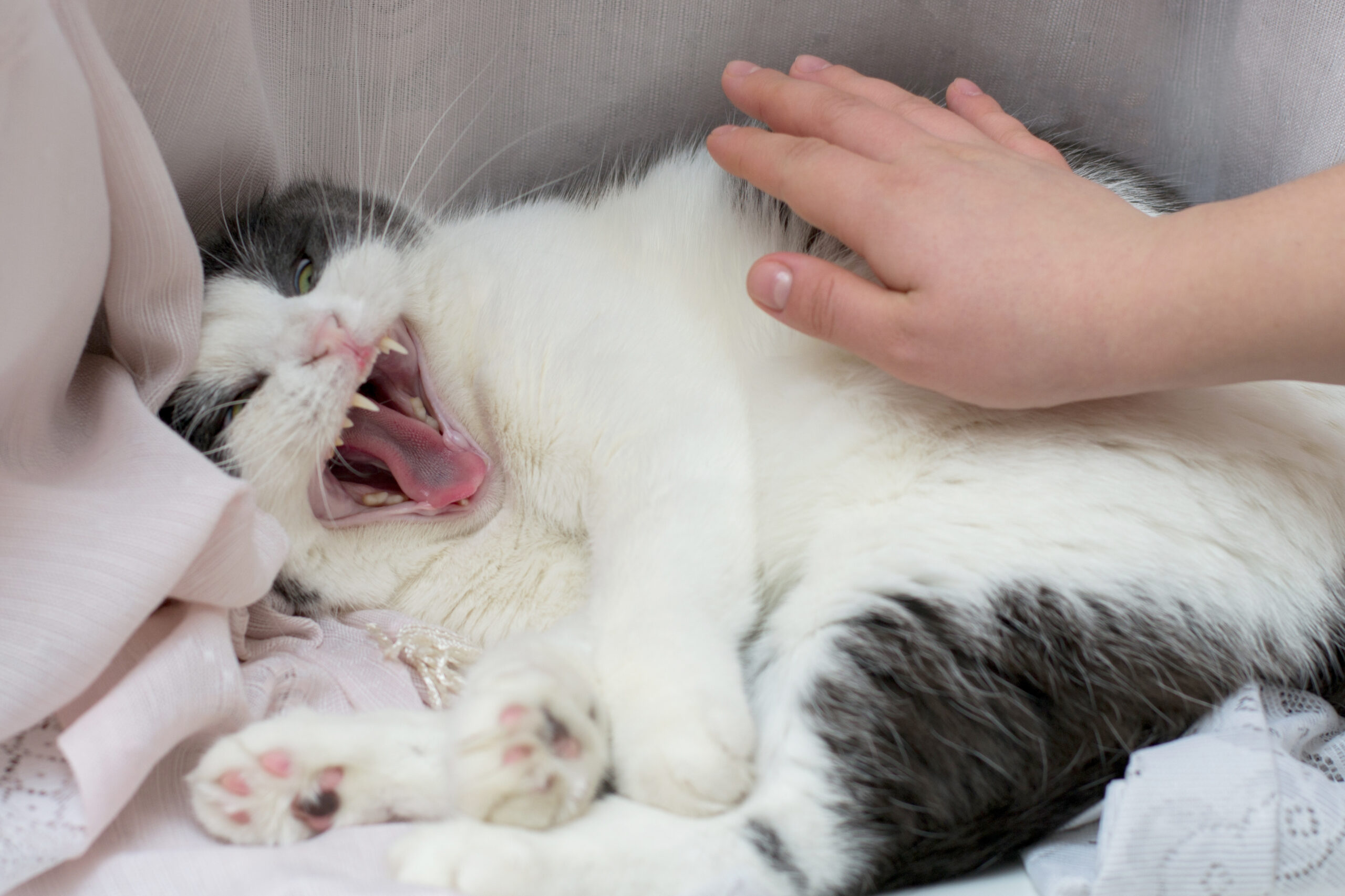Hysterics at ‘Salty’ Cat Who Won’t Accept Owner’s New Girlfriend
