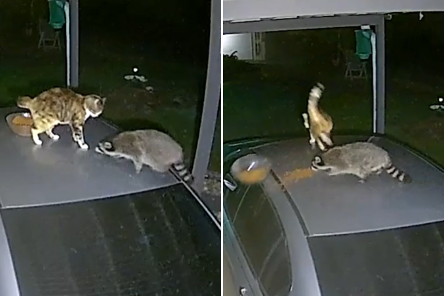 Watch Cat and Raccoon Go Head to Head Over Bowl of Food: ‘Traumatized’