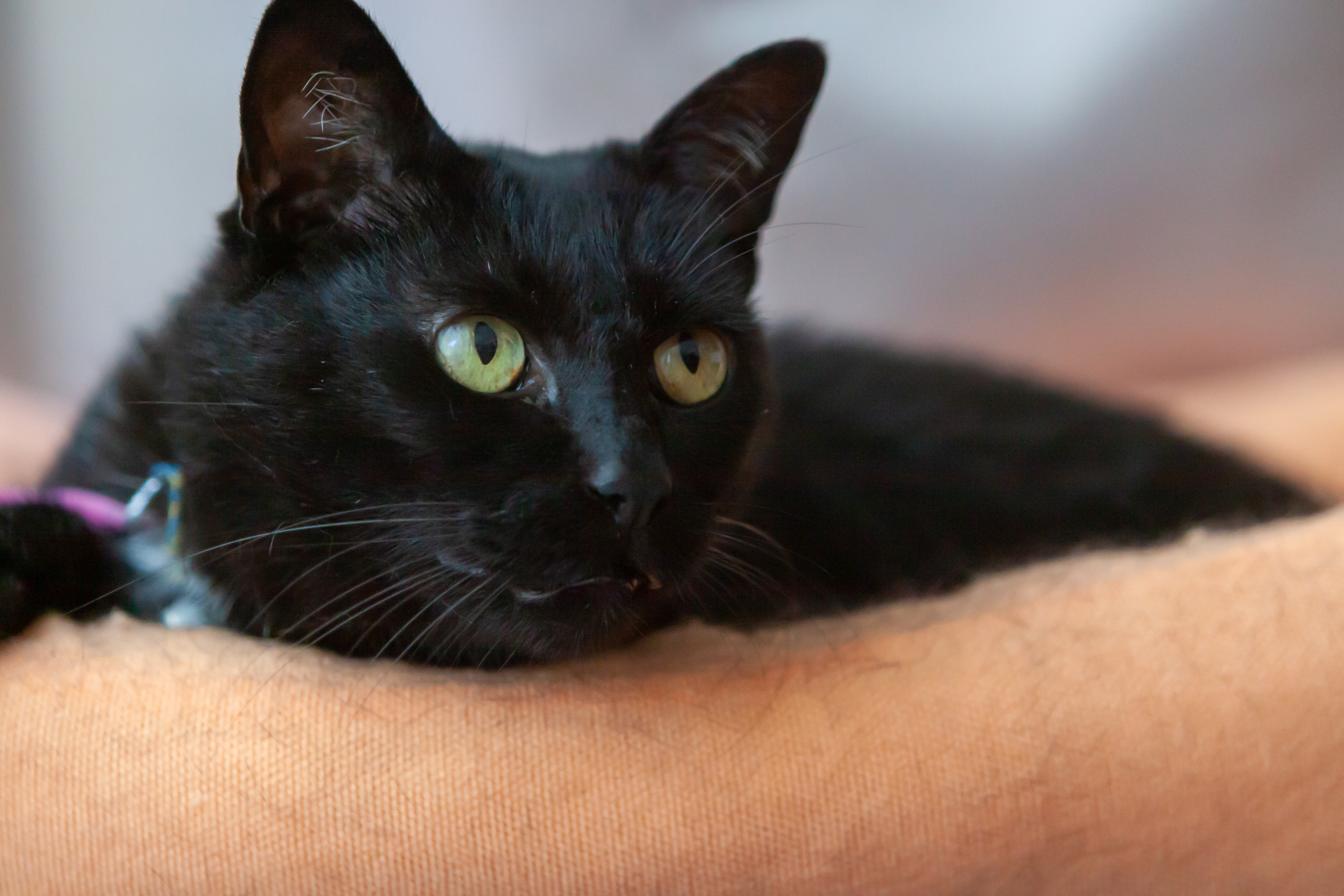 Cat’s Dramatic Reaction to Dog Going Out Branded ‘Academy Award Worthy’