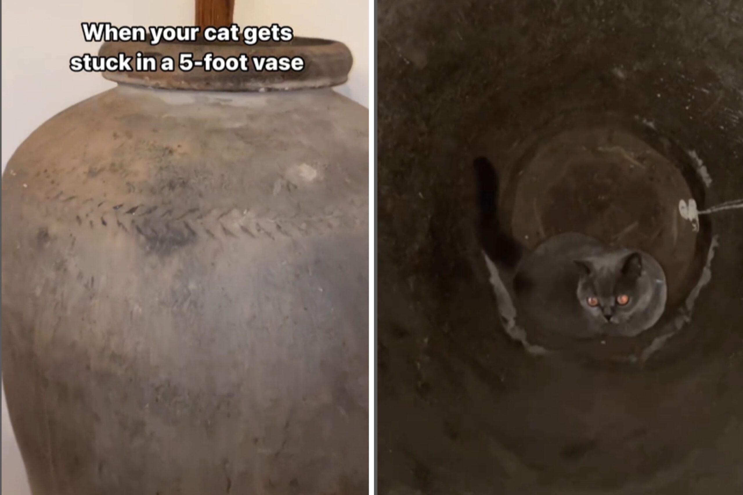 Cat Immediately Realizes Mistake After Jumping Into 5-Foot Vase: ‘Help’