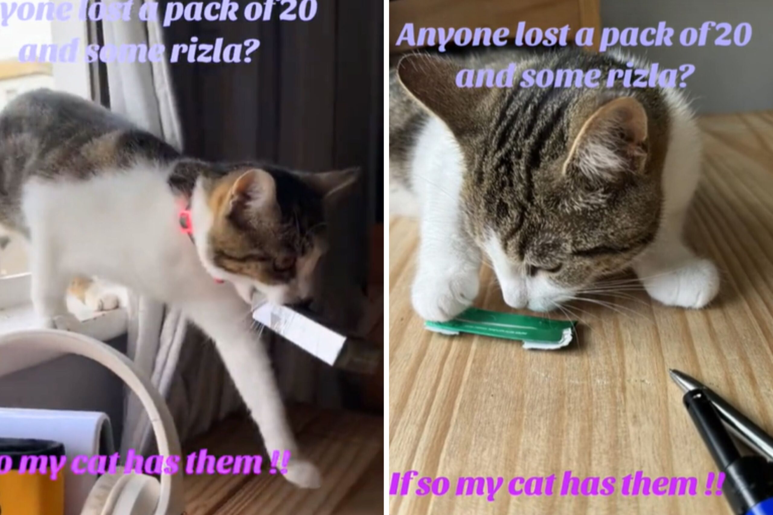Owner Not Prepared as ‘Thief’ Cat Returns Home With Full Pack of Cigarettes