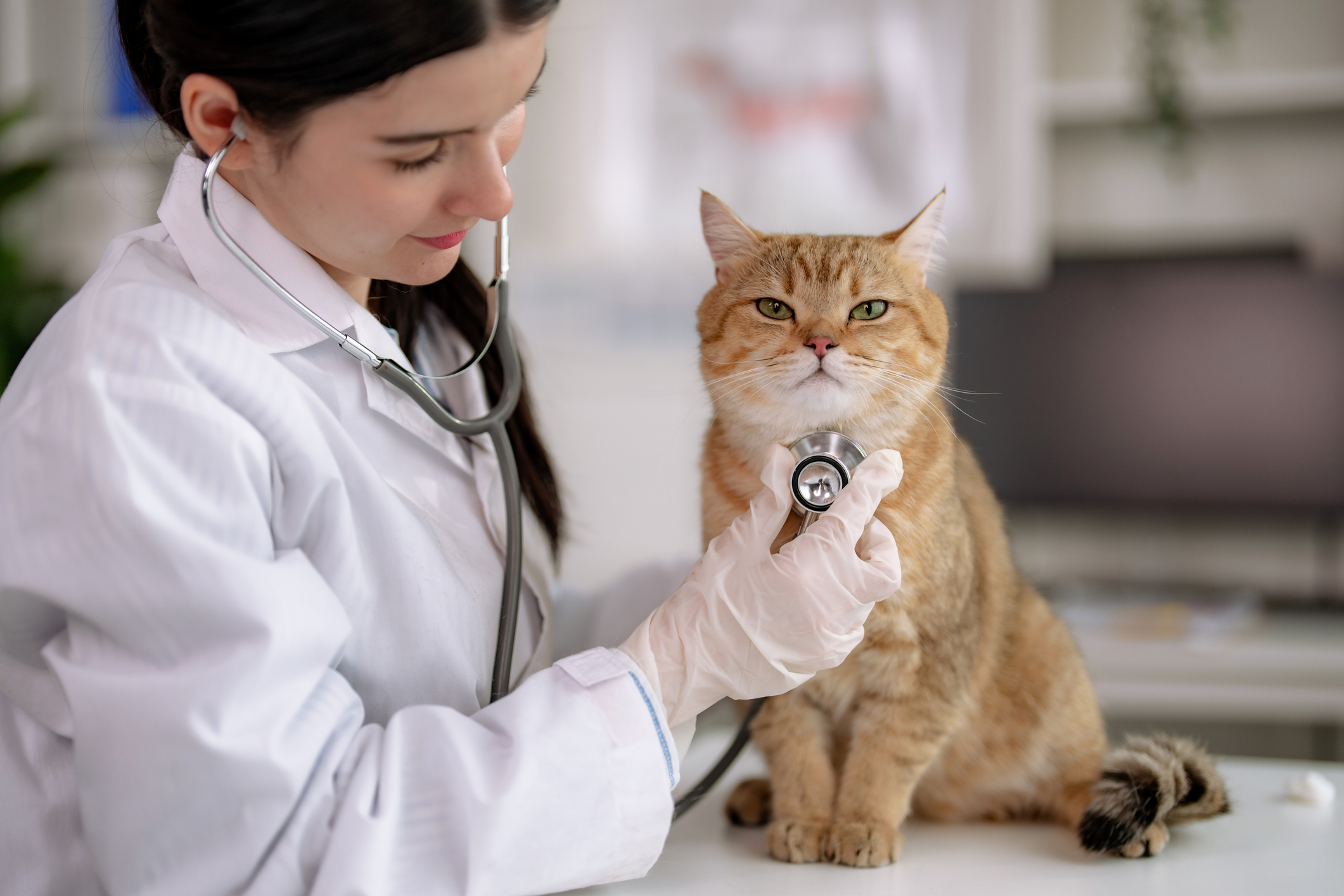 America’s Pet Cats Face Bird Flu Threat