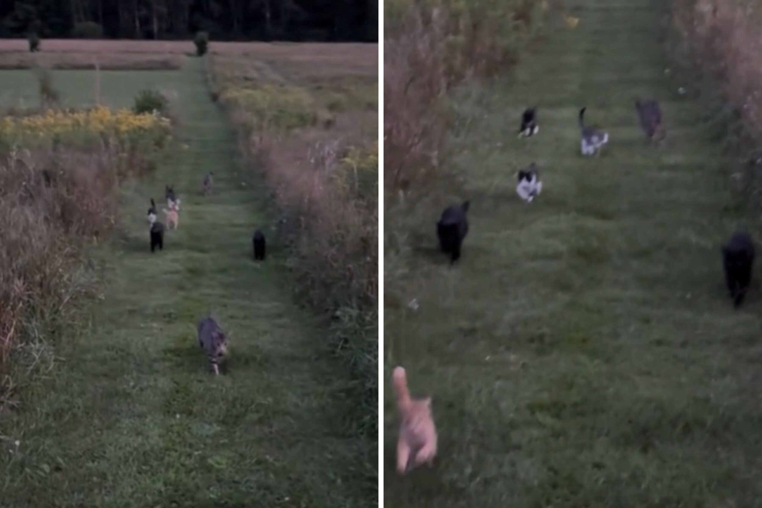 Internet Asks ‘Is This Heaven’ as Woman Shares Evening Walk With 9 Cats