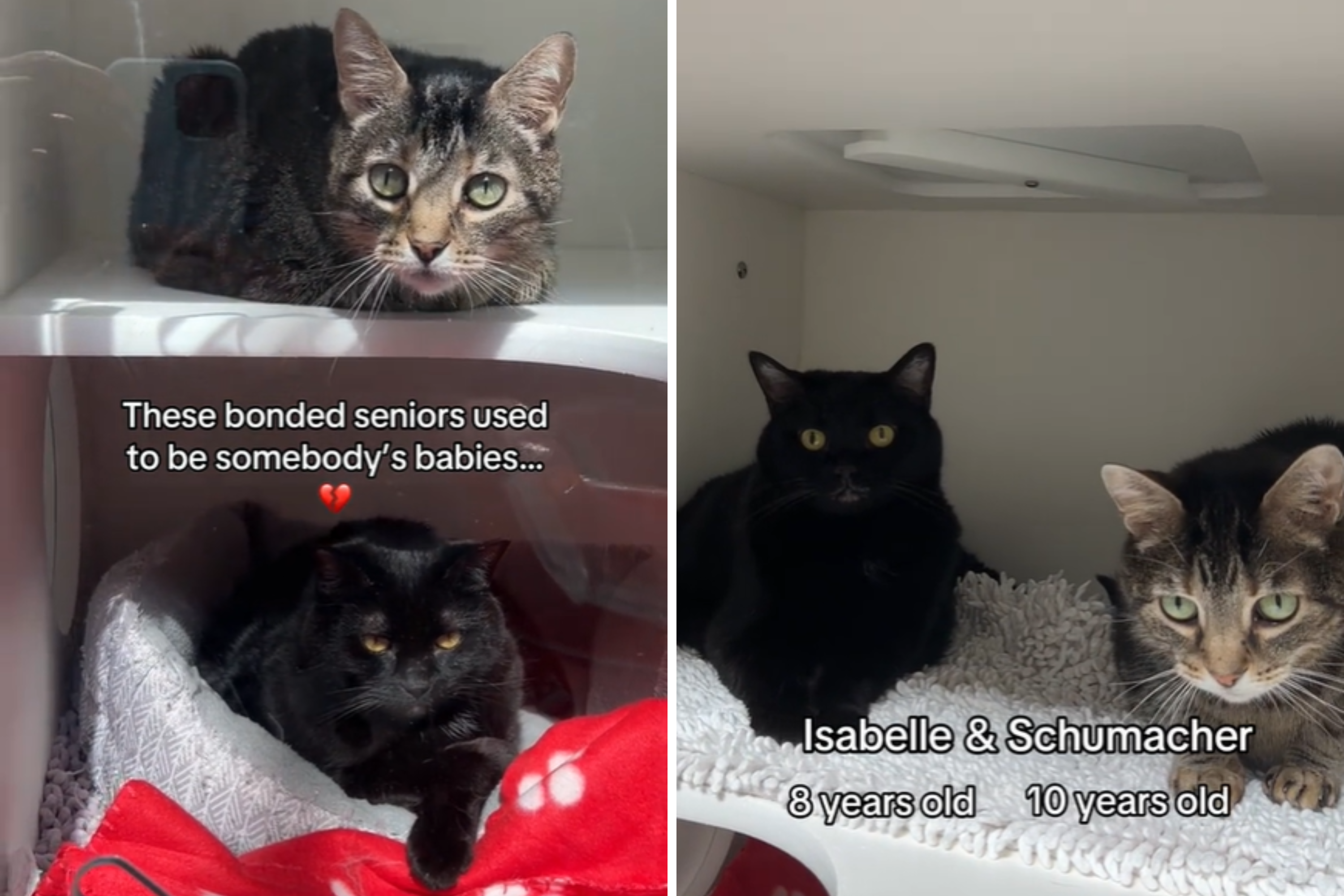 Bonded Senior Cats Looking for a New Home Used to Be “Someone’s Babies”