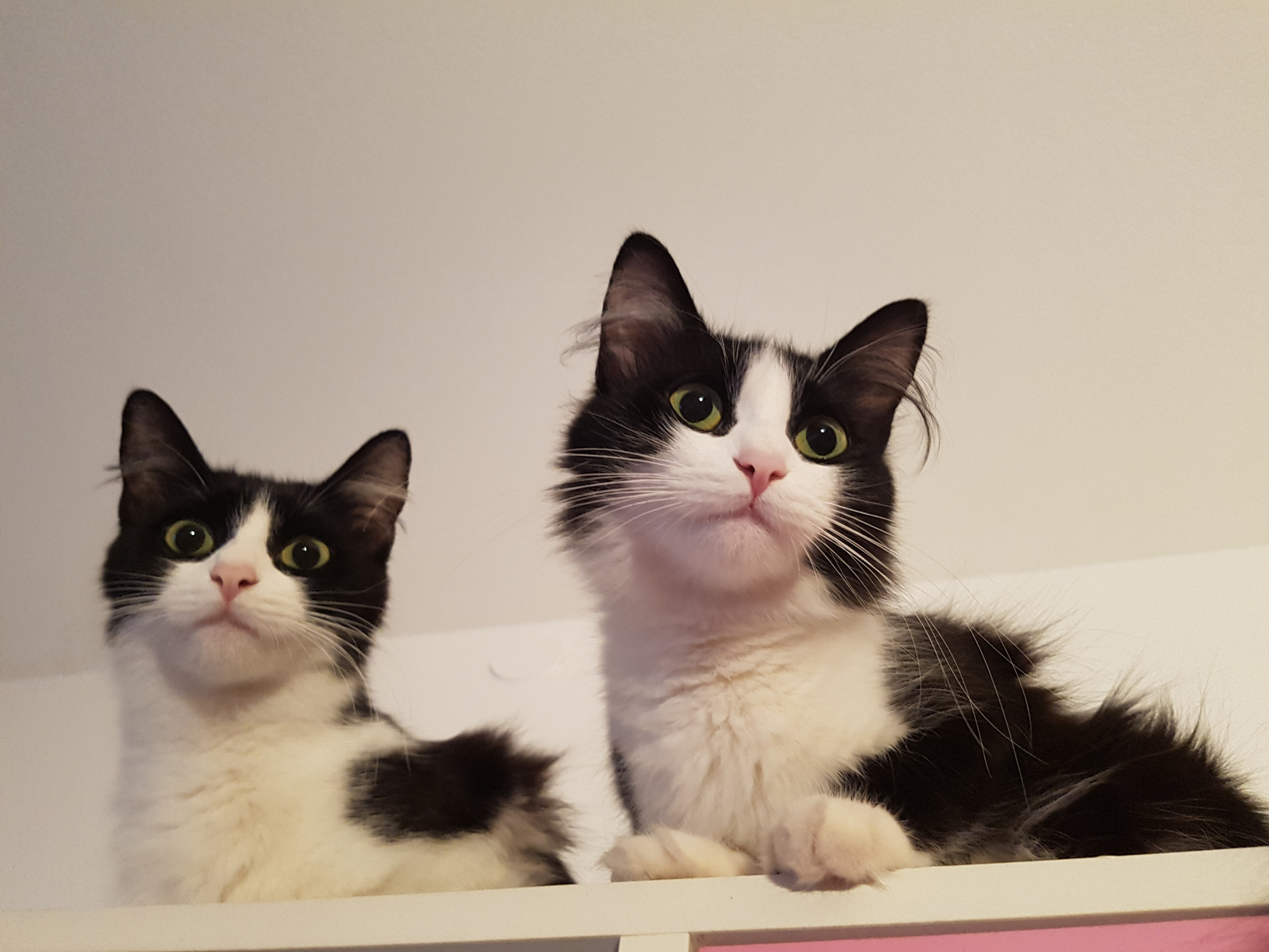 Owner Walks Into Kitchen at 1:45 AM to Find ‘Tuxedo Cat Mob’ Demanding Food