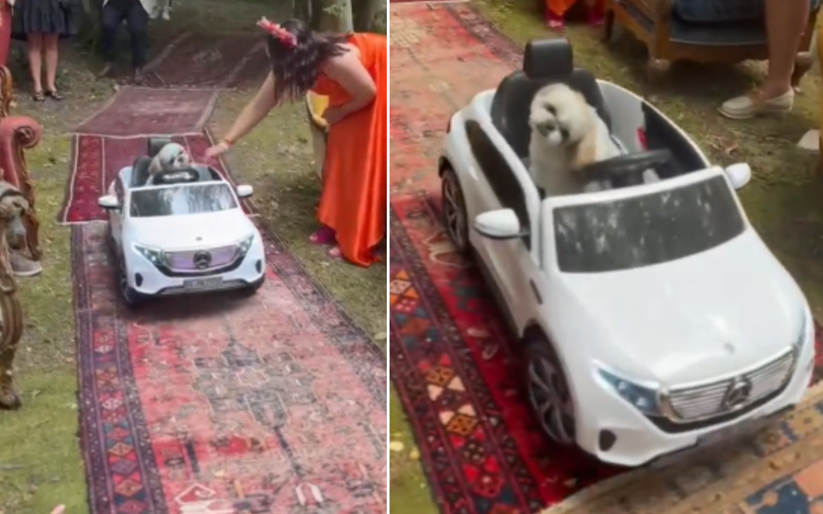 Dog Upstages Bride With Grand Entrance–’People Are Still Talking About It’