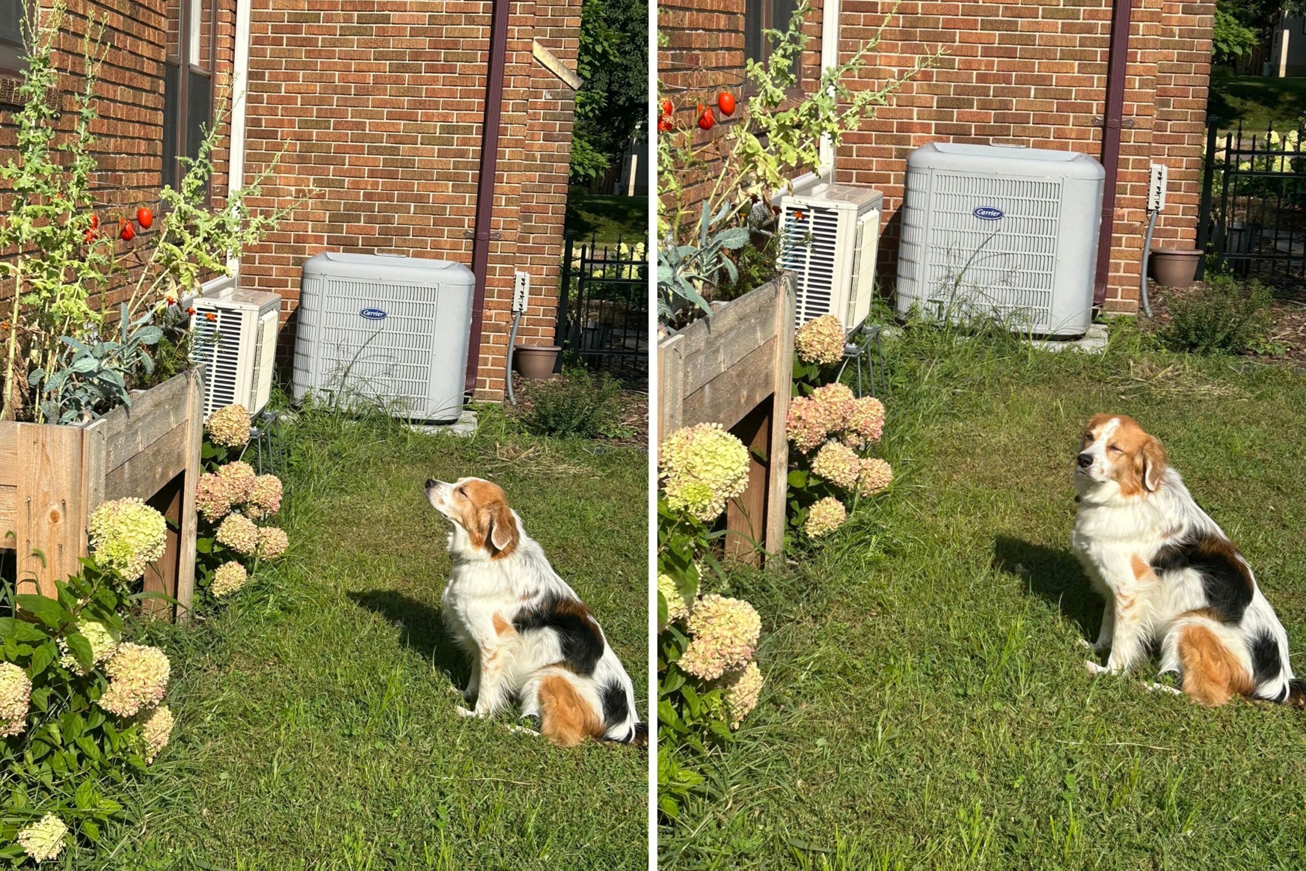 Owner Not Impressed Over What Dog Is Barking About: ‘I Hate Him So Much’