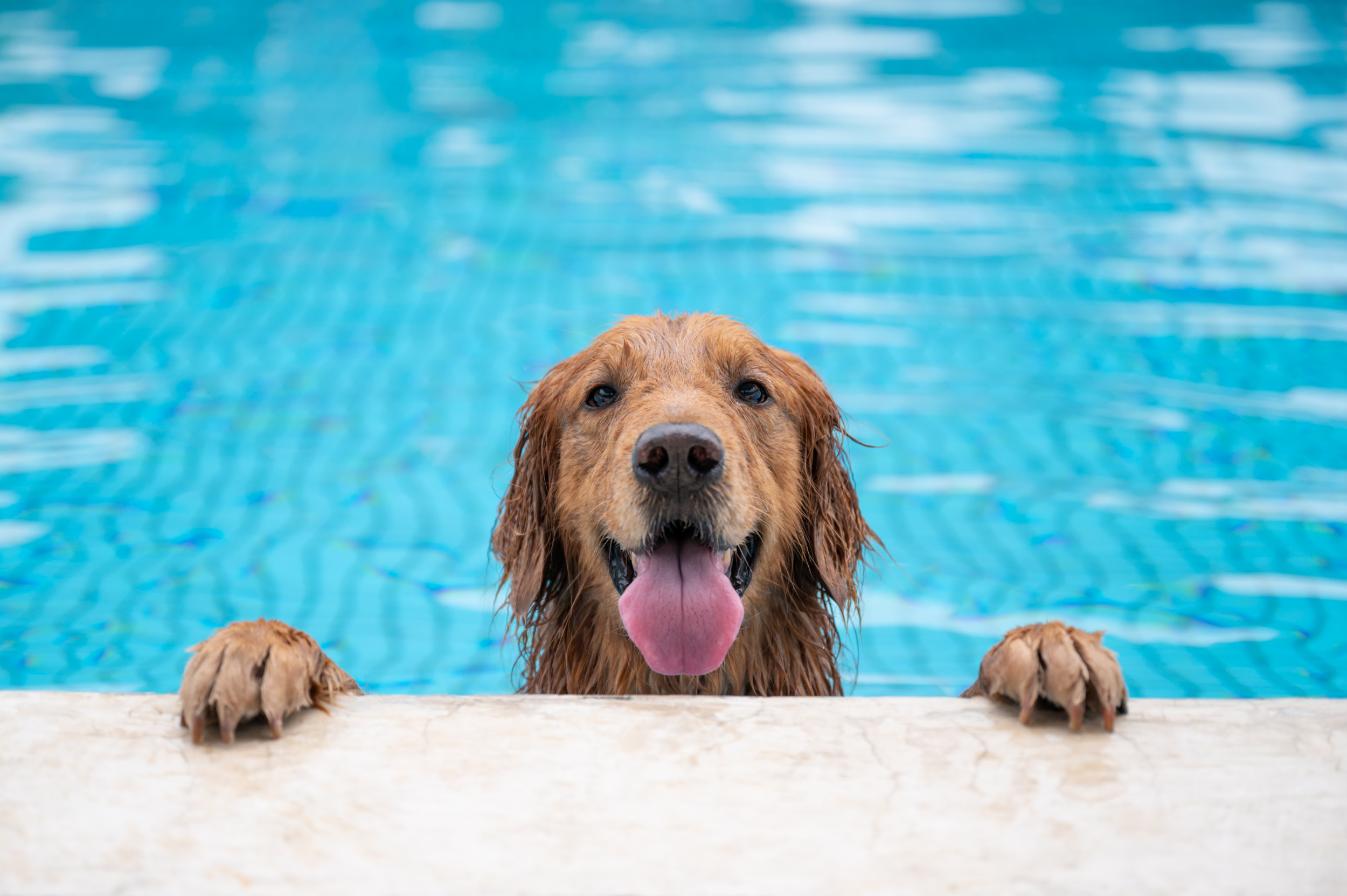 Golden Retriever Gets Birthday Waterslide: Owner Can’t Stop Playing