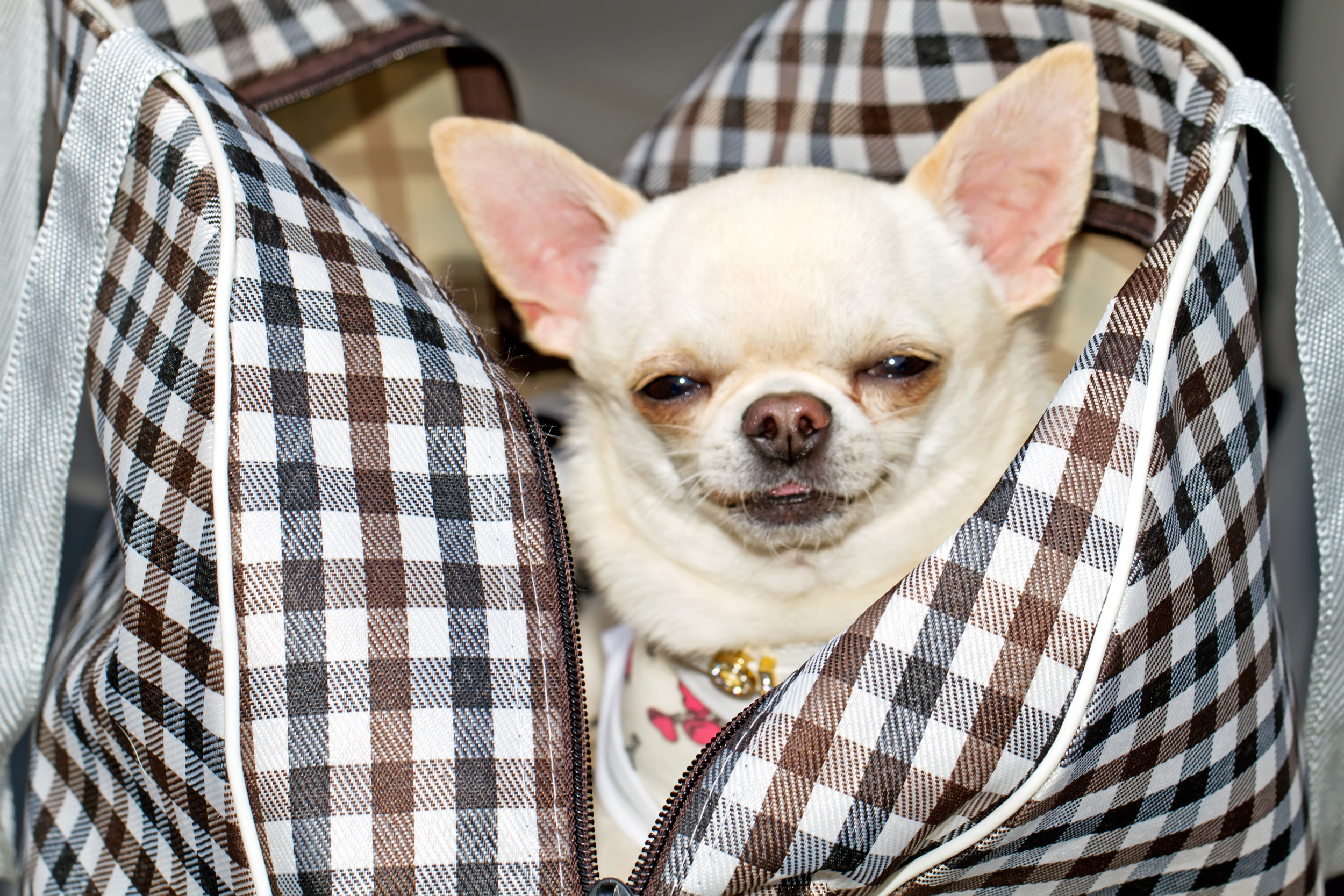 Chihuahua Shows Off How It Gets Into Owner’s Handbag in Hilarious Clip
