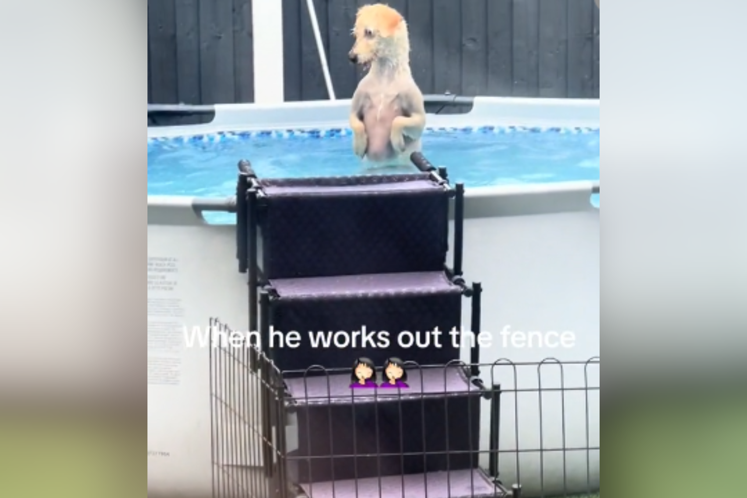 Dog ‘Works Out’ How To Get Past Fence and Into Pool in Hilarious Clip