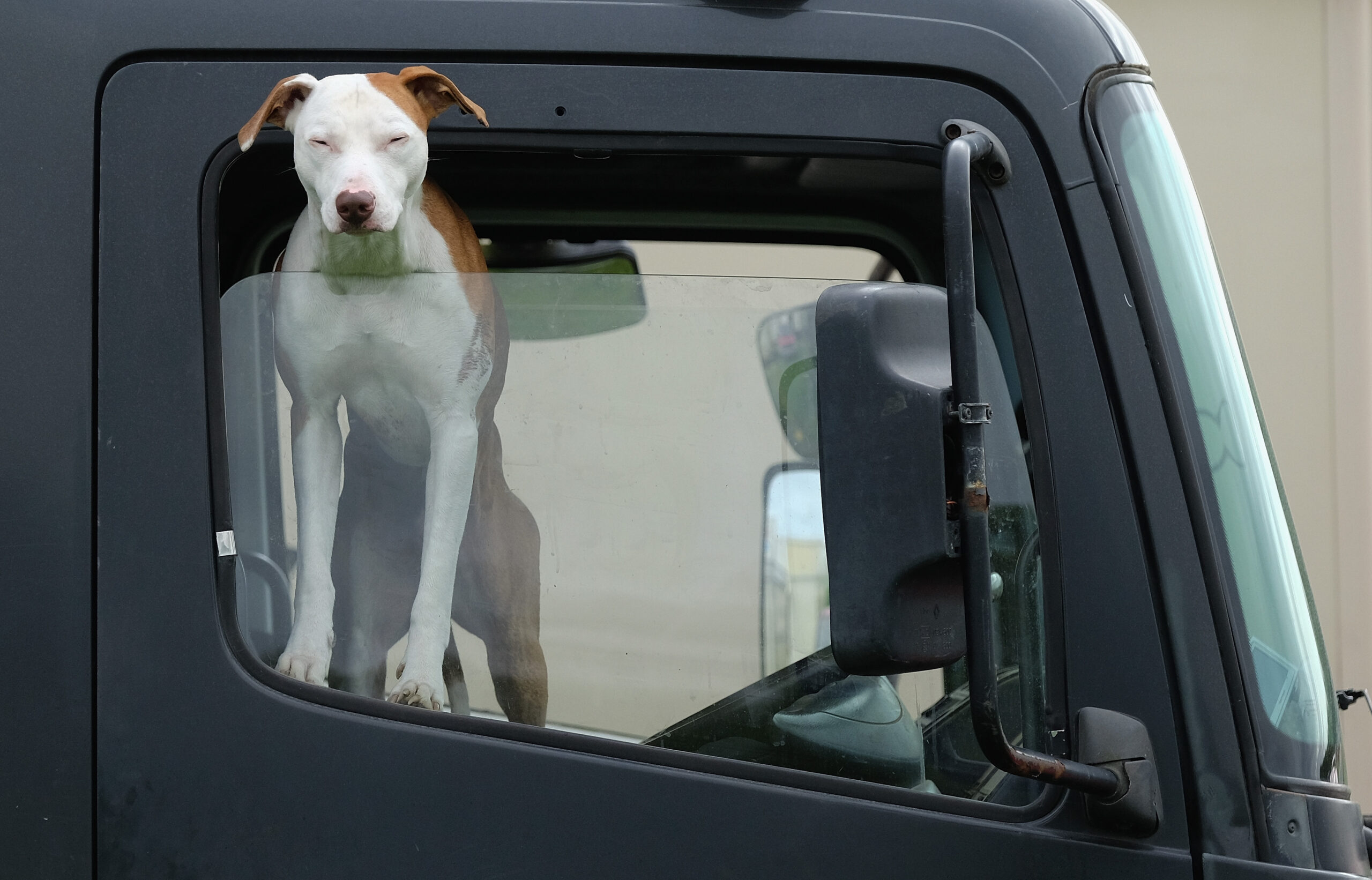 Vet Reveals Why You Should Never Let Your Dog Stick Their Head Out the Car Window