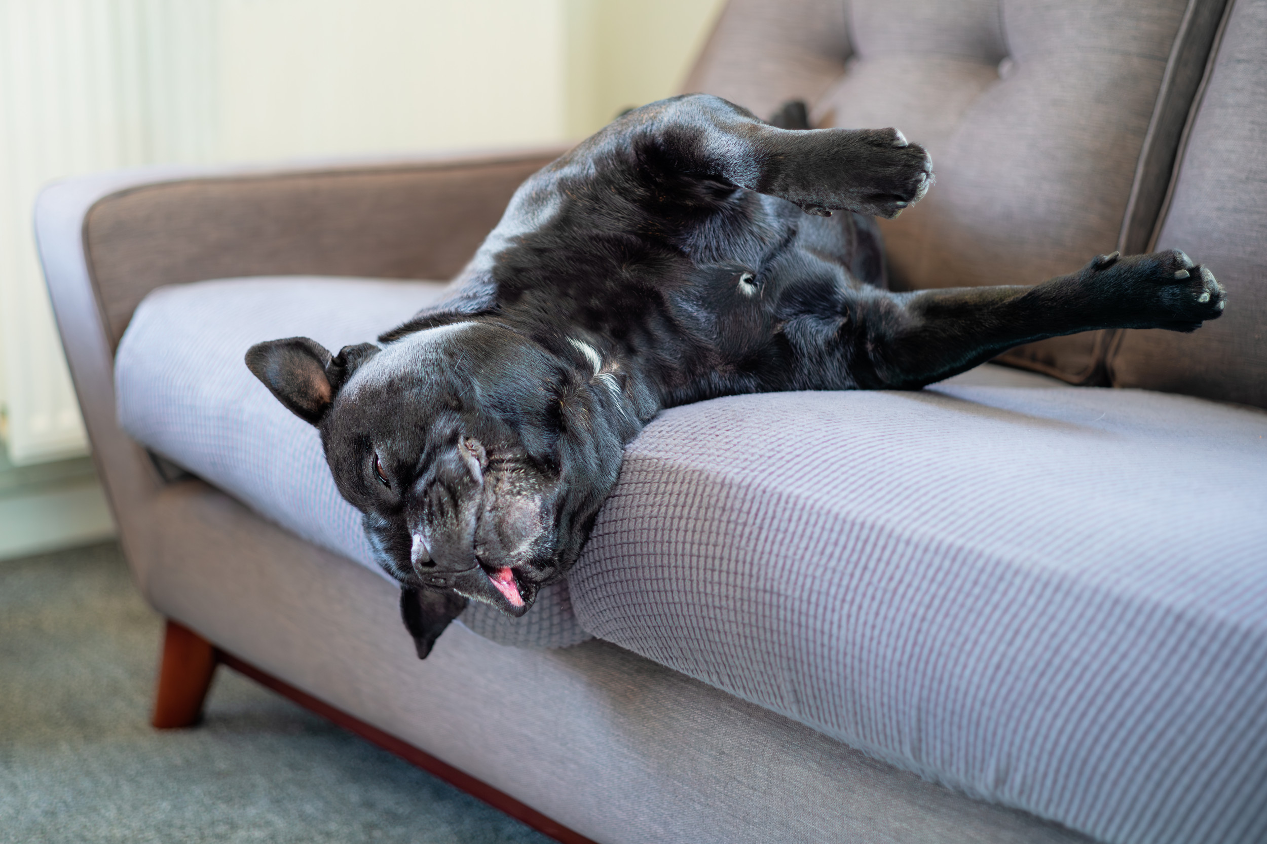 Laughter Over American Bully’s Refusal To Get Up in Morning—’Zero Interest’