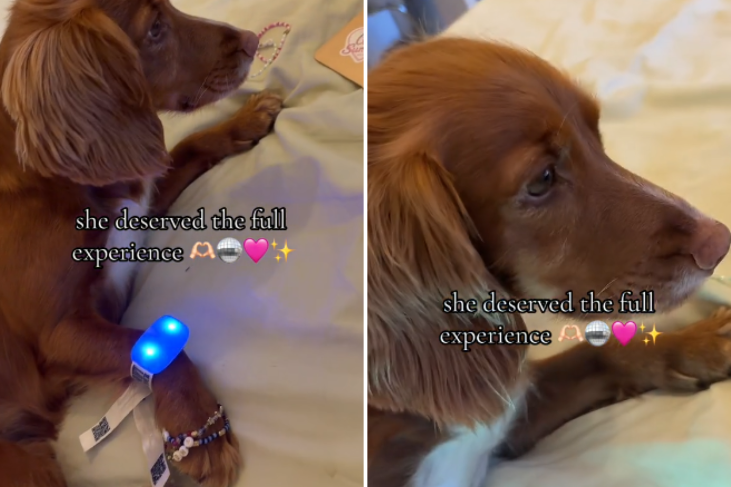 Swiftie Ensures Dog Doesn’t Miss ‘Eras Tour’—’Deserved the Full Experience’
